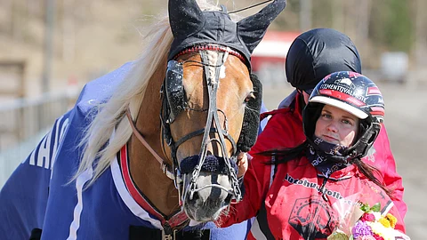 Velvasseli menestyi aiemmin mukavasti Kimmo Taipaleen treenistä. Kuvassa tuolloin hevosta hoitanut Mia Heiskanen.
