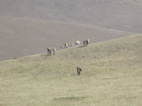 Loppuosoite. Luontoon palautetuilla mongolianhevosilla riittää lääniä Hustain luonnonpuistossa Mongoliassa.