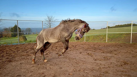Ennen kuin luet jutun, arvaa tämän hevosen ikä! Kuva on otettu viime maaliskuussa.