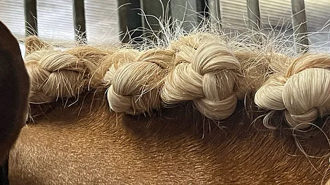 Mestaruuspäivämäärät ovat tiedossa yhtä lukuunottamatta.