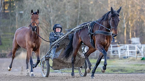 Gianluca tekee töitä kärryjen edessä valmentajansa Marinka Salmisen ohjastamana. Sen paras kaveri Red Rosa lähti lenkille mukaan häntähevosena.