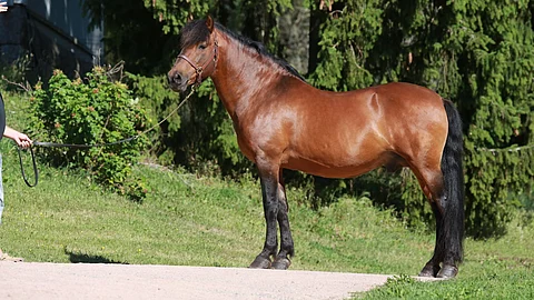 Lastun Leka siitosoriaikoinaan.