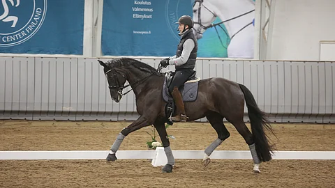 Daniel Bachmann Andersen ratsasti Elisabet Ehrnroothin Daytonaa lauantaina Opisto-hallissa.