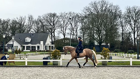 Ibizas Butterflip on korkeajalkainen ja erikoisenvärinen. Takana näkyy Robinsonien kotitalo keskellä kuuminta ratsuhevoskeskittymää, Hollannin Rielissä.