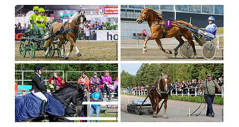 Suomenhevosen geeniperimään on vaikuttanut voimakkaasti kantakirjan perustaminen ja myöhemmin eri jalostussuunnat. Ne poikkeavat toisistaan rakenteeltaan, kooltaan ja myös askellajeiltaan. Sitä, mistä suomenhevoseen on tullut erityisesti ravureilla arvostettu AA-muoto askellajigeenistä, ei varmasti tiedetä. Ratsuilla toivotumpi muoto on CC, joka löytyy myös villihevosilta.