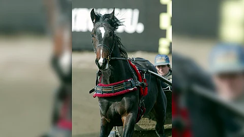 Markku Niemisen valmentamasta Special Arborista tuli Oulu Expressin voittaja, mutta tallista löytyi samanikäinen vielä parempi varsa: Passionate Kemp.