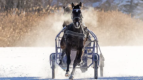 Magnitudea seurataan erityisellä mielenkiinnolla sen emänsä Mascate Matchin vuoksi. Tamma päätti kilpauransa jo 4-vuotiaana, mutta ehti tienaamaan sitä ennen 702 762 euroa.