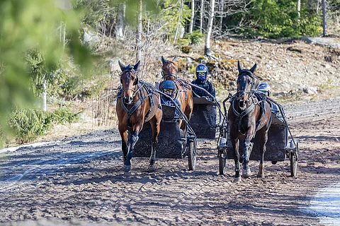 Treenitriona Fancy Match ja Kaisa Rehula (vas.), takana Aileen Base ja Heidi Torsti sekä Joni-Petteri Irri ja Midas Match (oik.), jonka starttaamista valmentaja Irri odottaa vesi kielellä.