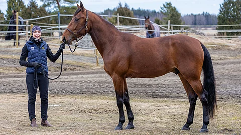 Callela Albatross on emänsä Arctic Elsan ensimmäinen varsa. Oria esittelee Annika Aalto.