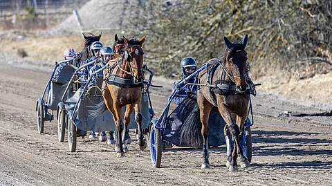 Treeniryhmässä peräkkäin Birchwood Beast ja Olli Koivunen, Skyfall Emily ja Niko Niinikoski, Mitch Match ja Jere Hurme sekä viimeisenä Pinball Newport ja Harri Koivunen.
