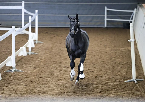 Oh Boy FG aloitti testinsä. Askellajihevoset eivät enää pyöri entiseen tapaan keskellä maneesia, vaan ne kiertävät hyppyhevosten tapaan kujaa.