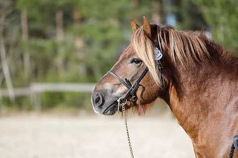 Liisi Uskin kasvattama ja omistama Fredi on Jepon pojanpojanpoika.