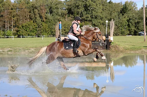 Arvatkaapa kuka aikoo osallistua suomenhevosten kenttämestaruuteen tänä kesänä?