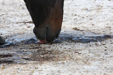Hiekansyönti on monen hevosenomistajan painajainen.
