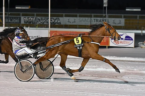 Backwood Fiona on kykyväs 3-vuotias.