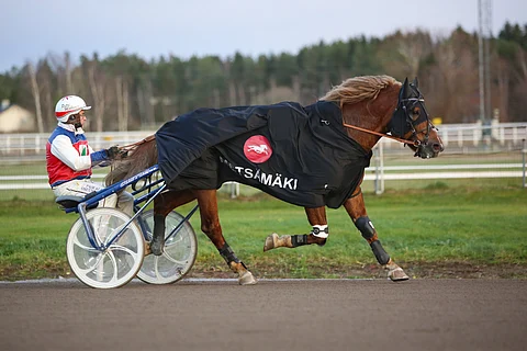 Viulan Voitto, Petri Mäkinen, Voimaeläincup