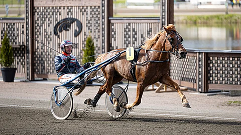 Black Horse Cupin finaali avaa perjantai-illan 75-pelin klo 19.45. Tappioton Falk kuuluu kisan seuratuimpiin hevosiin.