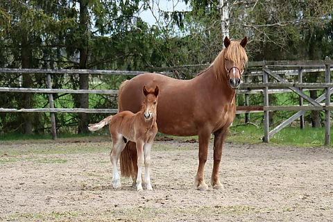 Ukaasi ja sen vielä nimetön varsa Lissun Eerikistä.