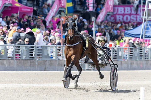 Caia esitti nopeuttaan Solvallan Elitloppet-viikonloppuna ajetussa speedracessa.