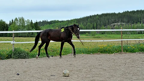 Macao Keeper on tarhassakin virkeä ja leikkisä oripoika.