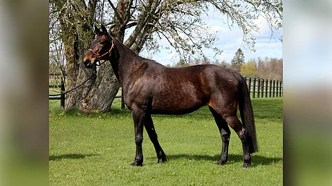 Passionate Kemp  on pyöreässä kunnossa, voi hyvin ja on iloinen ja pirteä 24-vuotias kuningatar.