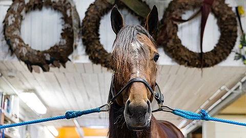 Massimo Hoist on menestynyt kuluneella kaudella mainiosti. Valmentaja Jukka Hakkaraisen mukaan ori on palautunut pitkästä
Elitloppet-reissusta moitteetta.