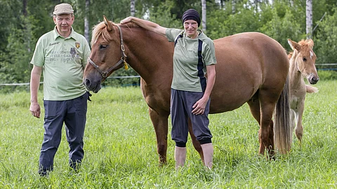 Jukka Vepsäläinen ja Susanna Raevaara pyörittävät siitostammojen täysihoitolaa kotitilallaan Rautalammilla. Tunnetuin kasvatti on kuvassa varsansa Myyryn Cesarin (i. Frans) kanssa oleva Liisan Tulilintu.