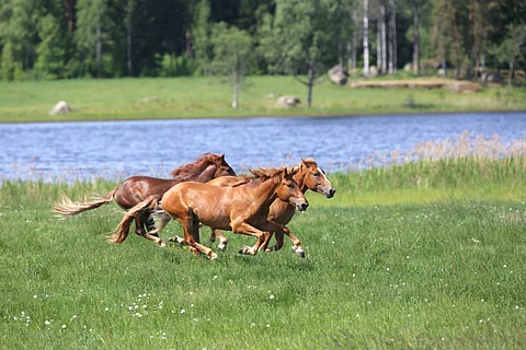Hevosia kirmaamassa laitumella.