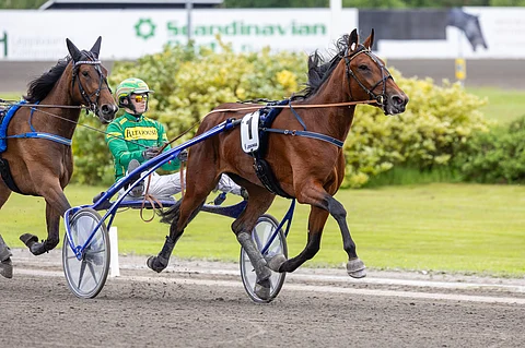 Touhukas tammalupaus Lafayette on Tammakriteriumin jokerikortti