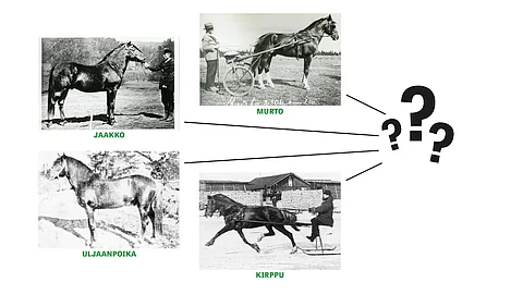 Laura Kvist tutkii suomenhevosen isälinjoja. Kuinka monta niitä todellisuudessa on ja mistä ne tulevat?