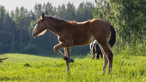 Uuden asetuksen mukaan varsaa ei saa vieroittaa alle puolen vuoden ikäisenä, ja vieroitus on tapahduttava vaiheittain.