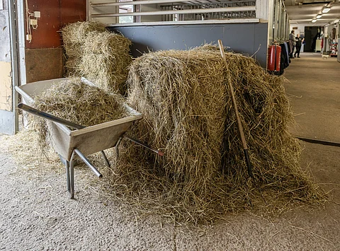 Hevosen tulee saada karkearehua kuuden tunnin välein.