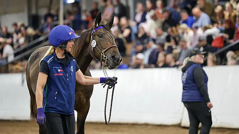 Morcades Match oli yksi Anne Jokelan ostoksista. Sen hinta nousi 31 500 euroon.