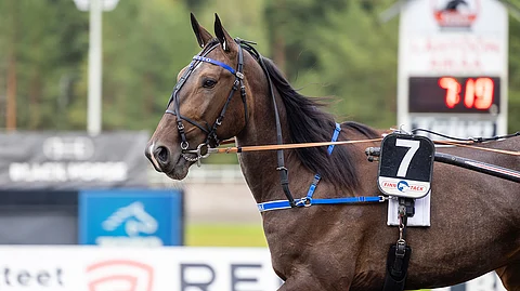 Magnituden emä Mascate Match jäi vuoden 2019 Kriteriumissa suurena suosikkina kuudenneksi. Yltääkö poika parempaan?