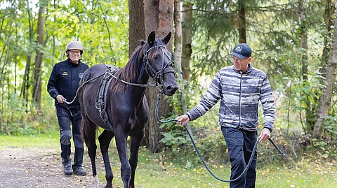 Timo ja Antti Niemelä ovat kävelleet eräänkin askeleen varsojen kanssa.