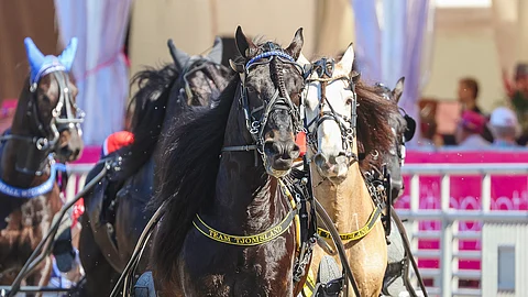 Grislefaksen G.L. on etukäteen V.G. Voiton kovin haastaja. Taustalla vasemmalla oleva Stumne Fyr on myös tottunut Suomen-kävijä.