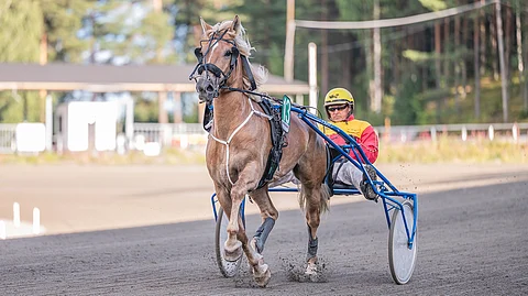 Petri Myllymäki on ohjastanut Cristoxin kaikki uran startit. Yhteistyö on sujunut saumattomasti.