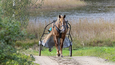 Ravihevonen Henkinen