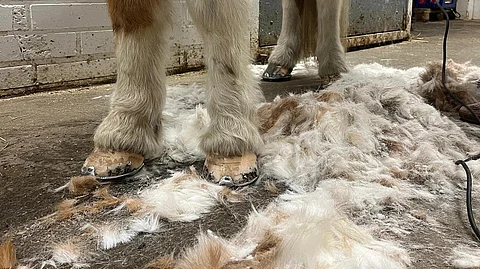 Klippauksella haetaan helpotusta nimenomaan hevoselle, vaikka toimintatapoihin vaikuttaa myös hoitajan opit sekä mieltymykset.