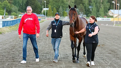 Jason´s Camden ravihevonen