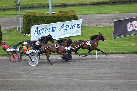 Elitloppet-yleisö sai nähdä maailmantähden esiintyvän tammojen nelivuotiseliitissä. Tässä Billie (6) liitää kärkeen.