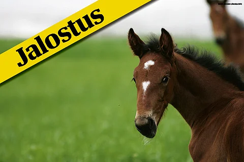 Gabriella La Renta kaunein varsa