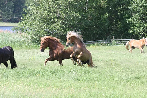"Luonnonvarakeskus (Luke) on tehnyt laskelmia, joiden mukaan jokainen hevonen kuluttaa kotimaista maataloustuotantoa 1,6–1,8 eurolla päivässä, mikä on kaksinkertainen summa verrattuna suomalaisen kuluttajan keskiarvoon."
