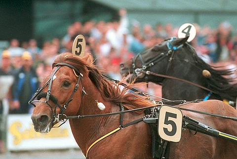 Viesker on astutuskauden suosituin suomenhevosori 111 astutuksella.