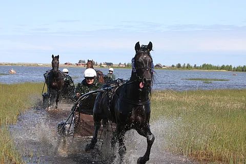 Mika Haapakankaan talli alkaa korjata Ruotsin puolella entistä suurempaa menestystä. Torstaina tuli kaksi voittoa talliin.