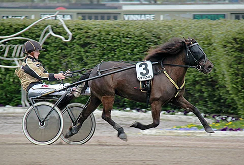 Jenny Suomela uskoo Thelman kykyihin myös PM-tasolla.
