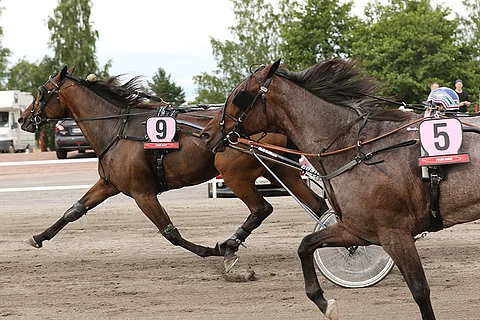 Teivossa päätöskierroksen takajoukoista alle 12-vauhtia kirinyt Air Gunner on Toto65-pelin avauskohteessa mielenkiintoinen pelihevonen. Kuva: Jarno Unkuri