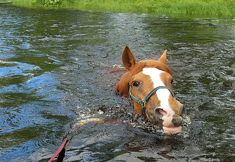 Halsuan oma Derbysuosikki Pertturi uintiretkellä 25.6.2015.