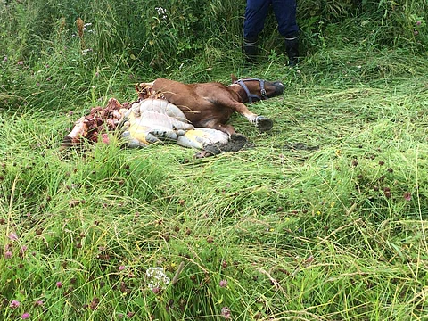Kuva on karu. Shetlanninponi Mäkirinteen Sunshine joutui sunnuntaiyönä susien saaliiksi.