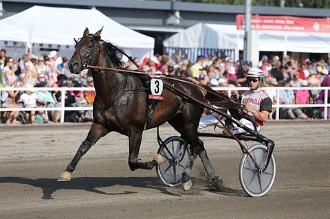 Surprise Lord voi tuplata suomalaishevosten määrän Kymi GP:ssä. Kuva: Jarno Unkuri.